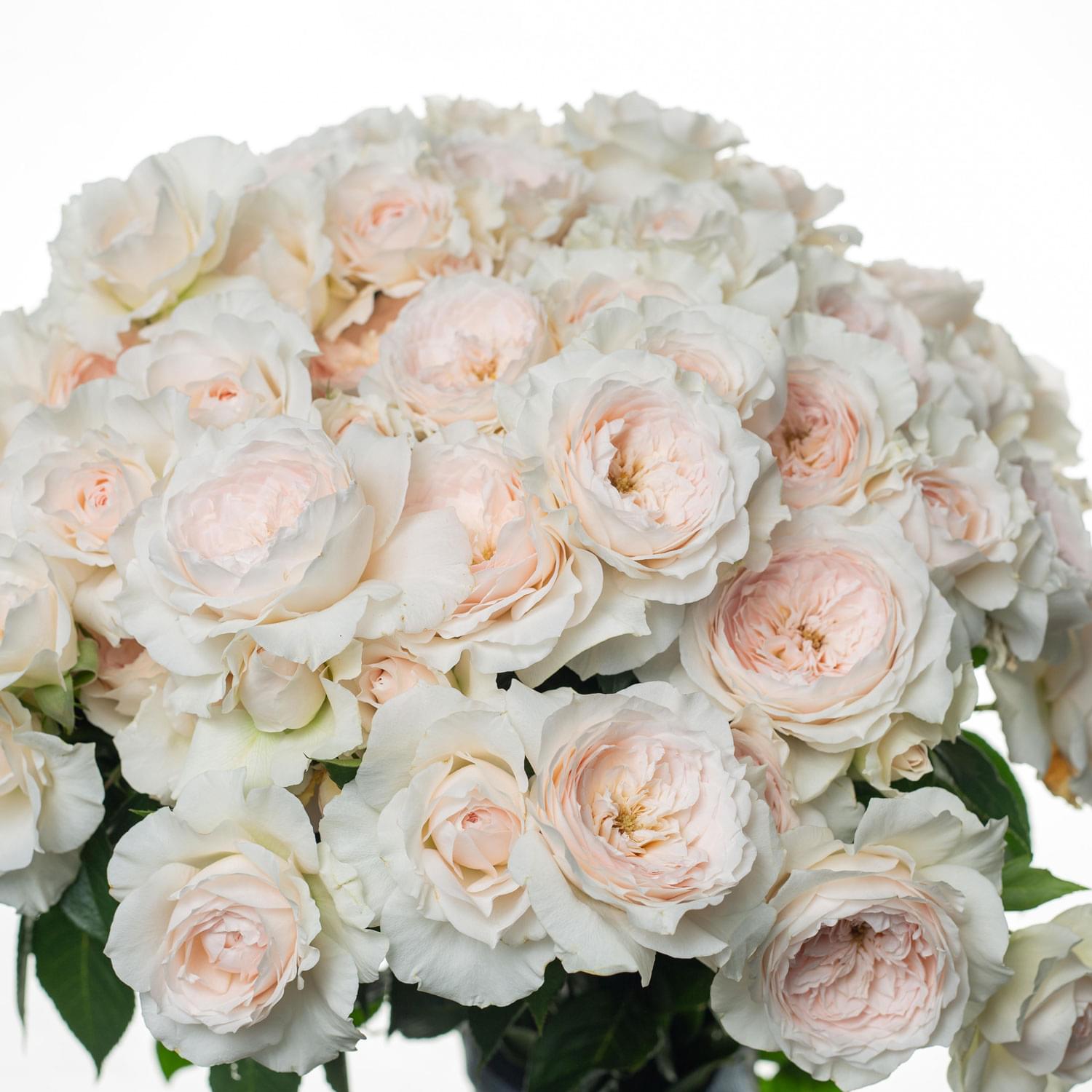 Fragrance Roseover